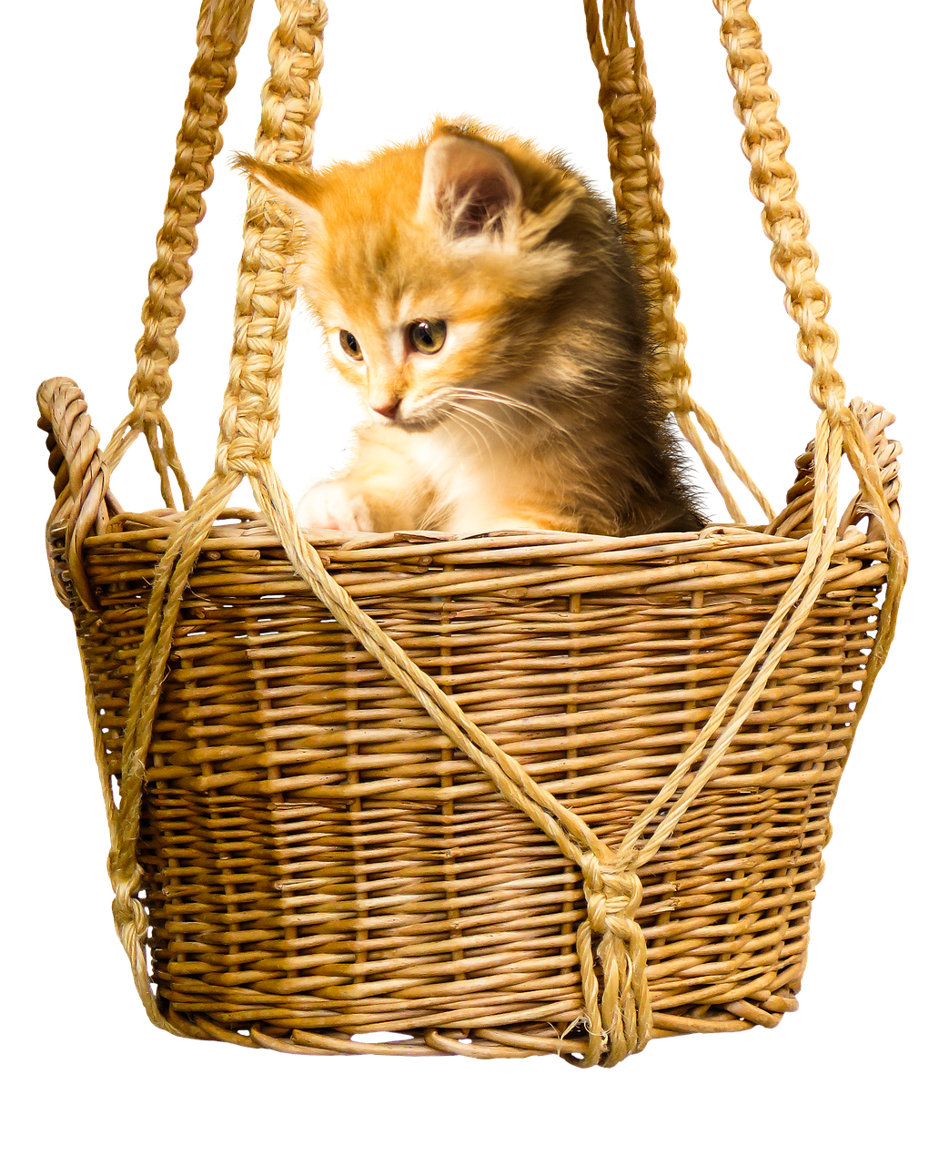 animal, cat, pet, basket, isolated, curiosity, young cat, to play, domestic animal, animal, cat, cat, nature, cat, cat, cat, basket, curiosity